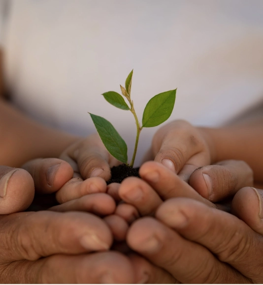 alcune mani che tengono una pianta